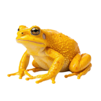 ai généré d'or crapaud, sur transparent Contexte. png