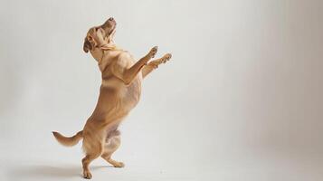 AI generated a playful dog standing on its hind legs on white background photo