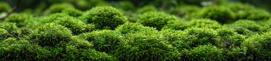 AI generated fluffy moss texture photo