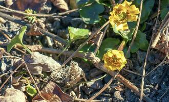 Bright yellow flowers of Ficaria verna against a background of green leaves in early spring. photo