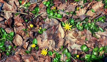 Bright yellow flowers of Ficaria verna against a background of green leaves in early spring. photo