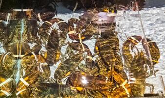 acuario con grande langostas con vendado garras. sano comida concepto. foto