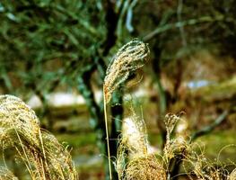 seco césped antecedentes. seco panículas de miscanthus sinensis influencia en el viento en temprano primavera foto