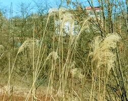 Dry grass background. Dry panicles of Miscanthus sinensis sway in the wind in early spring photo