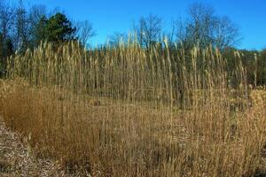 Dry grass background. Dry panicles of Miscanthus sinensis sway in the wind in early spring photo