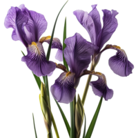 ai generiert lila Iris Blume mit Grün Stengel isoliert auf transparent Hintergrund png