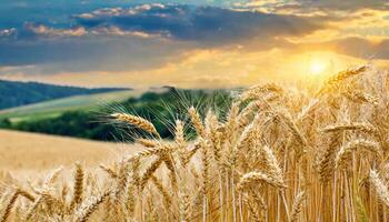 AI generated Wheat field against the background of the setting sun photo