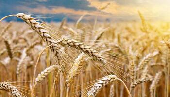 AI generated Wheat field against the background of the setting sun photo