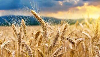 AI generated Wheat field against the background of the setting sun photo