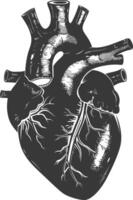 AI generated Silhouette for internal organs of heart black color only vector