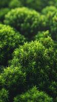 AI generated fluffy moss texture photo