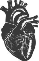 AI generated Silhouette for internal organs of heart black color only vector