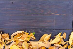 Autumn leaves frame on black background top view Fall Border yellow and Orange Leaves vintage structure table Copy space for text. photo