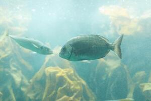 Fishes in aquarium or reservoir ubder water on fish farm photo