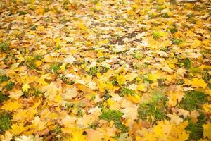 Fallen autumn leaves on grass in sunny morning light toned photo