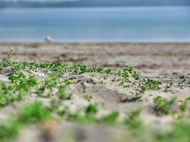 Seaside background. Grass close view macro photo, sand and sea, vacation wallpaper photo