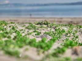 Seaside background. Grass close view macro photo, sand and sea, vacation wallpaper photo