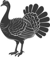 AI generated Silhouette Turkey Animal black color only full body vector