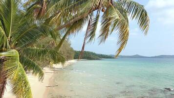 Tropical paradise island with white sandy beach, turquoise water, and palm trees video