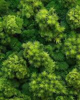 AI generated fluffy moss texture photo