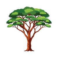 Acacia Tree isolated on a white background. vector