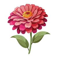 Zinnia Flower Illustration on White Background. vector