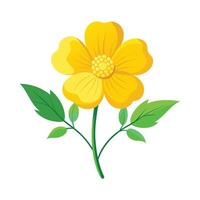 Buttercup Flower Illustration on White Background vector