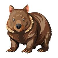 Wombat Illustration on White. vector