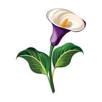 Zantedeschia Flower Illustration on White Background. vector