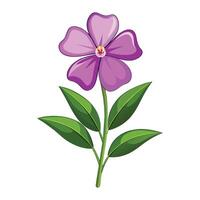 Vinca Flower Illustration on White Background. vector