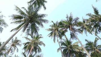 Bottom view of the tall coconut palm trees against the backdrop of the blue sky. video