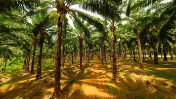 fpv Flug durch Palme Baum Plantage im Krabi Provinz, Thailand video