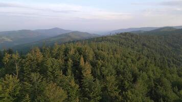 été Montagne forêt. video