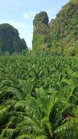 aéreo de palma arboles en plantación en el escénico krabi provincia de Tailandia video