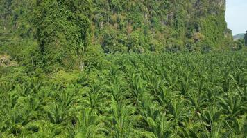 Antenne von Palme Bäume auf Plantage im das szenisch Krabi Provinz von Thailand video