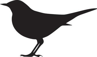 Common blackbird bird isolated over white background. Vector illustration.