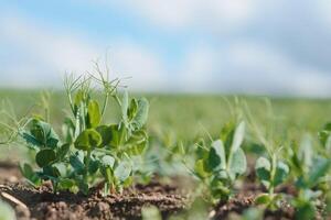 Young pea plants in early spring garden - selective focus, copy spsce photo