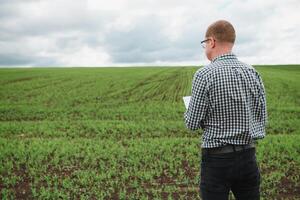 farmer on a pea field. Agriculture concept. The farmer works in the field. Vegan vegetarian home grown food production. photo