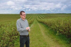 Modern agronomist with folder working on currant field at outdoor photo