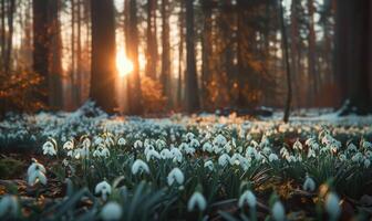 AI generated Snowdrops in a forest clearing, spring nature background photo