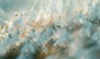 AI generated Snowdrops swaying in the breeze, close up view, soft focus, blurred background photo