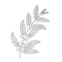 elegante botánico dibujos de café árbol rama con hojas, mano dibujado café árbol rama aislado en blanco antecedentes vector