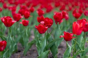 rojo tulipán flores antecedentes al aire libre foto