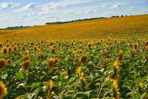 Sunflower agricultural field cloudy sky background photo