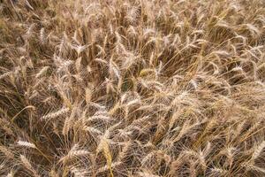 parte superior ver de maduro trigo grano espiga en el campo foto