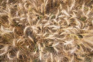 parte superior ver de maduro trigo grano espiga en el campo foto