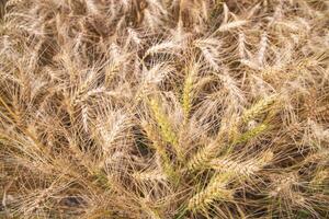 Top View of Ripe Wheat grain spike in the field photo