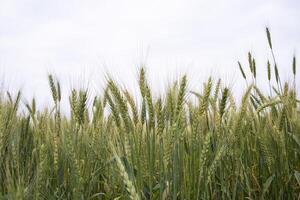 Wheat grain field closeup spike with blue sky image photo
