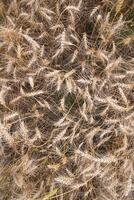 Top View of Ripe Wheat grain spike in the field photo