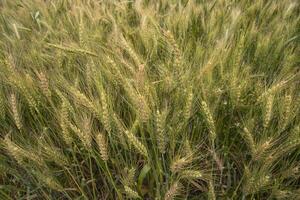 wheat grain spike closeup Image agriculture concepts photo